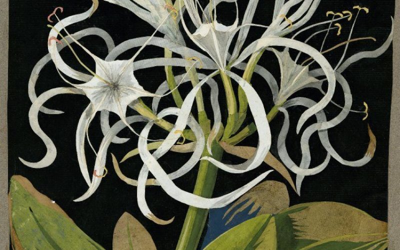 1 M. Delany Giglio di Mare