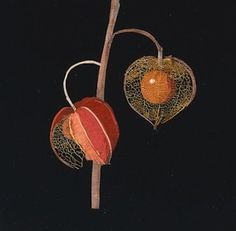 2 M. Delany Alkekengi