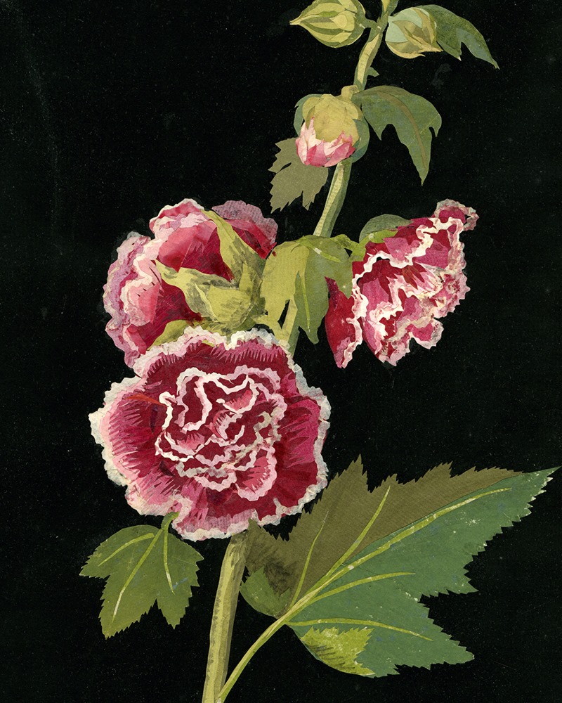 3 M. Delany Malvarosa