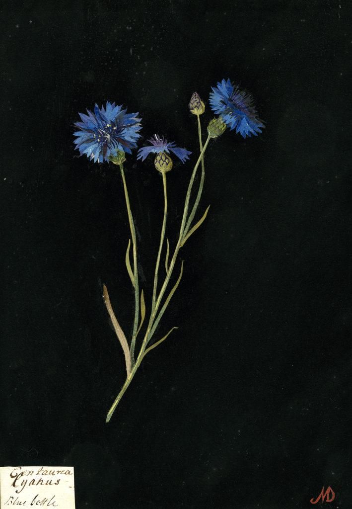 5 M. Delany Fiordaliso